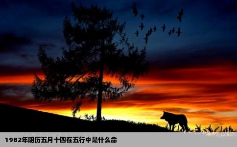1982年阴历五月十四在五行中是什么命