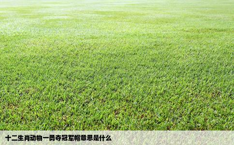 十二生肖动物一勇夺冠军帽意思是什么