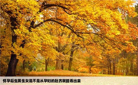 怀孕后生男生女是不是从孕妇的肚齐就能看出来