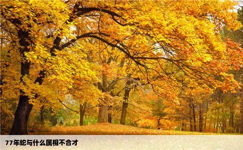 77年蛇与什么属相不合才