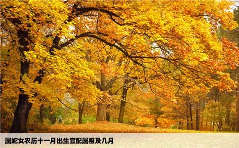 属蛇女农历十一月出生宜配属相及几月