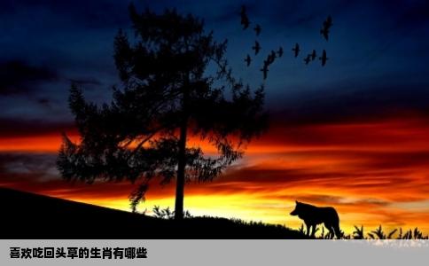 喜欢吃回头草的生肖有哪些
