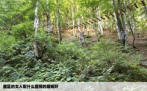 属鼠的女人配什么属相的婚姻好