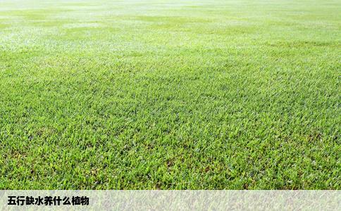 五行缺水养什么植物