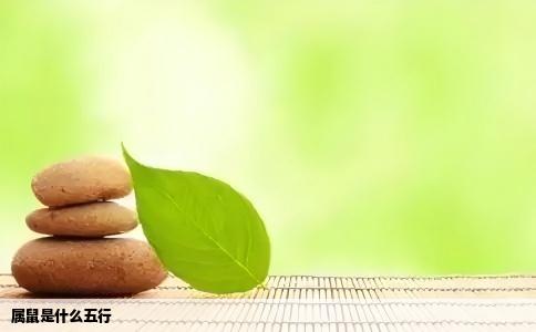 属鼠是什么五行