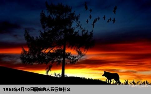 1965年4月10日属蛇的人五行缺什么
