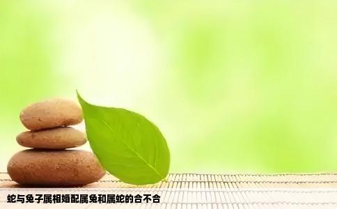 蛇与兔子属相婚配属兔和属蛇的合不合