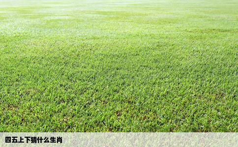 四五上下猜什么生肖