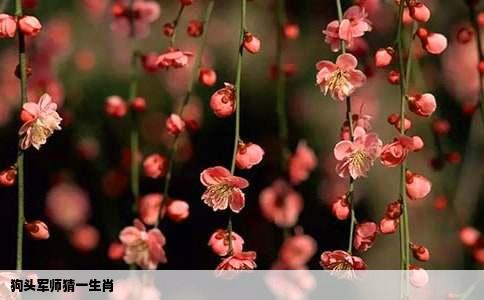 狗头军师猜一生肖