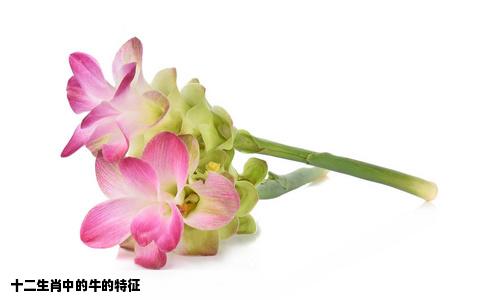 十二生肖中的牛的特征