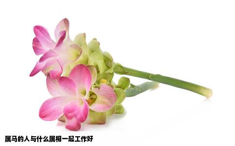 属马的人与什么属相一起工作好