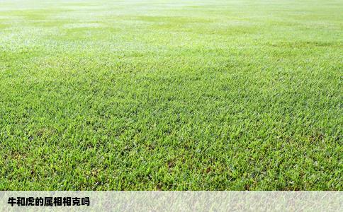 牛和虎的属相相克吗