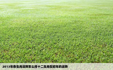 2013年各生肖运势怎么样十二生肖在蛇年的运势