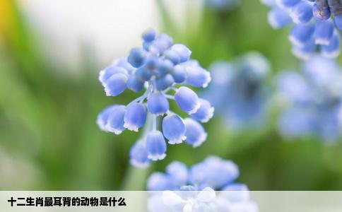 十二生肖最耳背的动物是什么