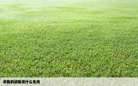 辛勤的动物是什么生肖