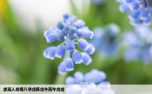 求高人给看八字戊辰戊午丙午戊戌