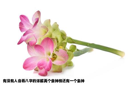 有没有人会看八字的详解两个食神格还有一个枭神