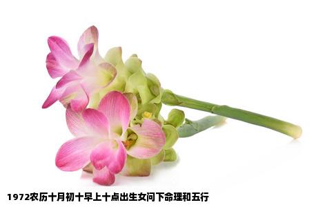 1972农历十月初十早上十点出生女问下命理和五行