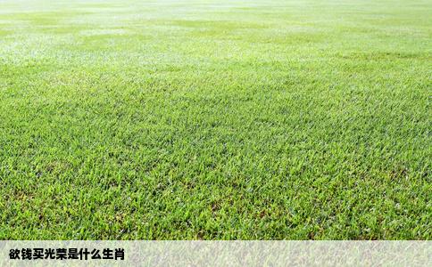 欲钱买光荣是什么生肖