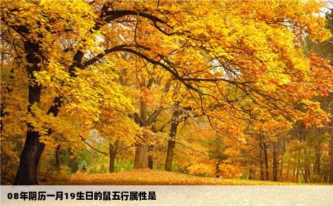 08年阴历一月19生日的鼠五行属性是