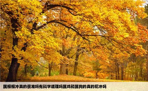 属相相冲真的很准吗有科学道理吗属鸡和属狗的真的犯冲吗