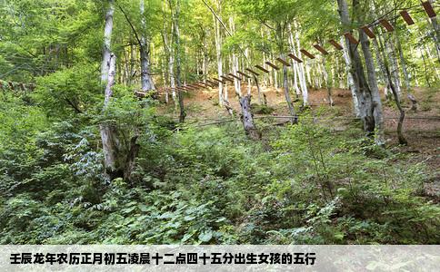 壬辰龙年农历正月初五凌晨十二点四十五分出生女孩的五行