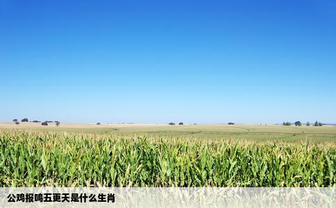 公鸡报鸣五更天是什么生肖