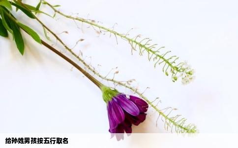 给孙姓男孩按五行取名