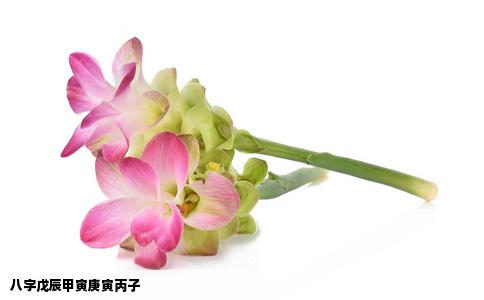 八字戊辰甲寅庚寅丙子