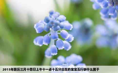 2015年阴历三月十四日上午十一点十五分出生的宝宝五行缺什么属于