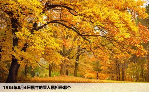 1985年5月6日属牛的贵人属相是哪个