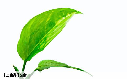 十二生肖什么命