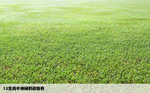 12生肖中神秘的动物有