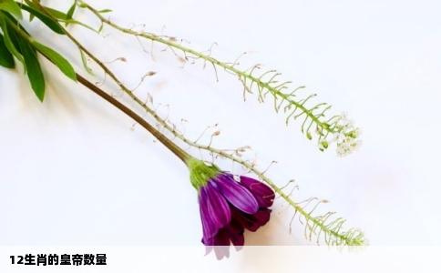 12生肖的皇帝数量