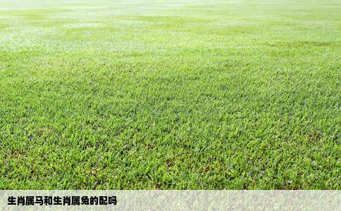 生肖属马和生肖属兔的配吗