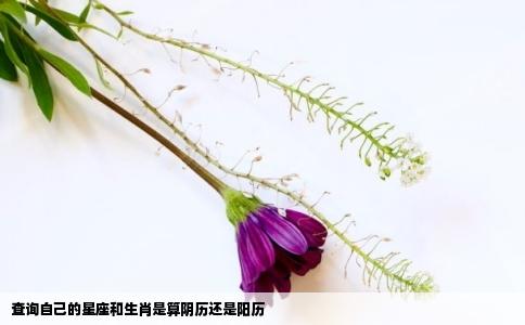 查询自己的星座和生肖是算阴历还是阳历