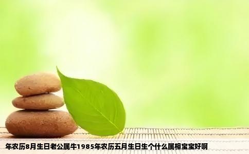 年农历8月生日老公属牛1985年农历五月生日生个什么属相宝宝好啊