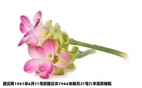 阴历男1961年6月11号和阴历女1966年腊月21号八字是否相配