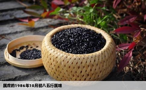 属虎的1986年10月初八五行属啥