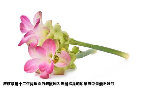 应该取消十二生肖里面的老鼠因为老鼠给我的印象当中是最不好的