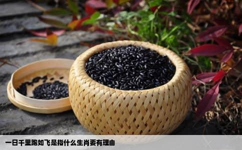 一日千里跑如飞是指什么生肖要有理由