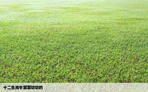 十二生肖中絮絮叨叨的