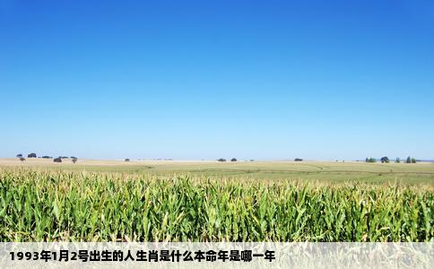 1993年1月2号出生的人生肖是什么本命年是哪一年