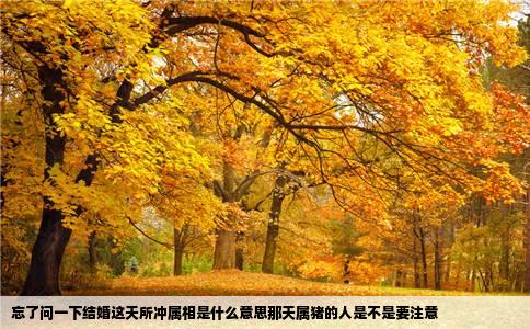 忘了问一下结婚这天所冲属相是什么意思那天属猪的人是不是要注意