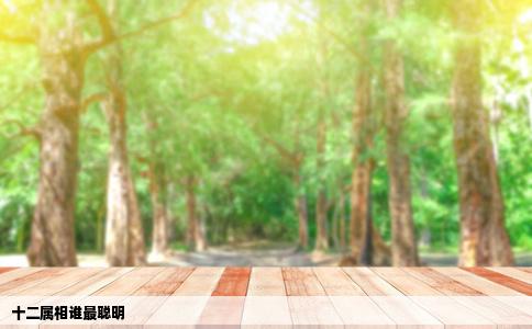 十二属相谁最聪明