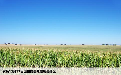 农历12月17日出生的婴儿属相是什么