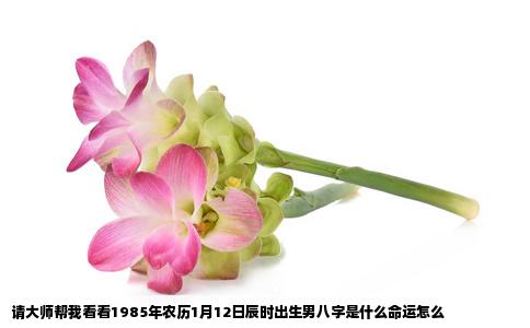 请大师帮我看看1985年农历1月12日辰时出生男八字是什么命运怎么