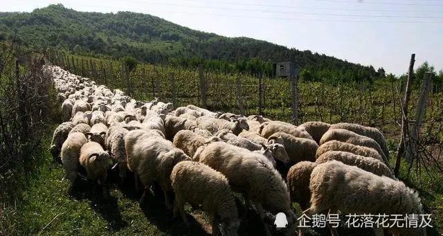 有十万元回农村养羊，一年能赚多少钱？看完了解了