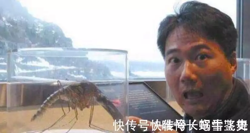 世界上最大的蚊子，成虫体长有3.5厘米，被用于生物防治！