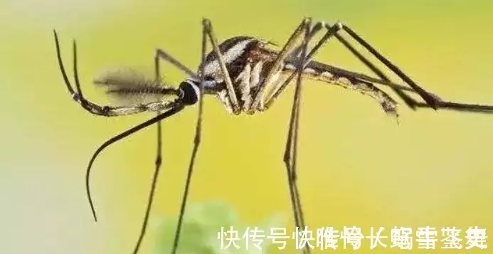 世界上最大的蚊子_世界最大的蚊子工厂_长得像蚊子比蚊子大很多